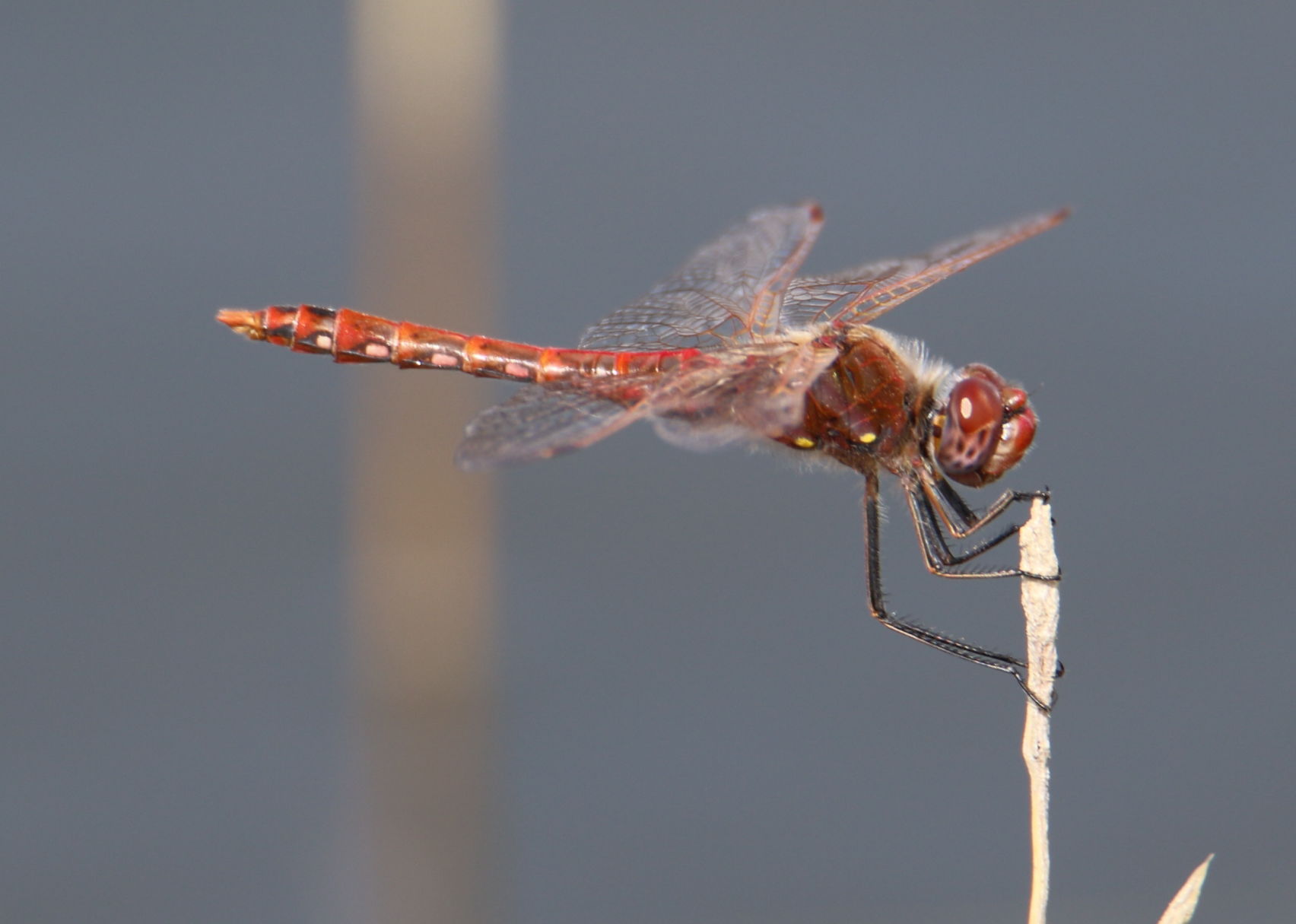 Dragonfly